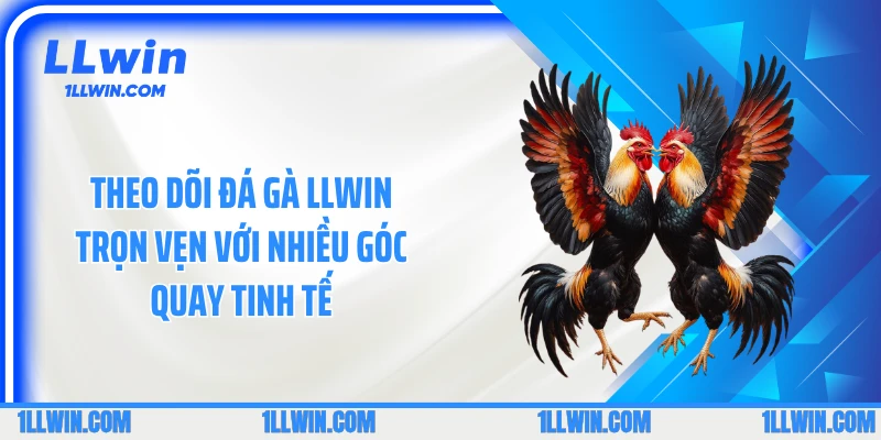 Theo dõi đá gà LLWIN trọn vẹn với nhiều góc quay tinh tế